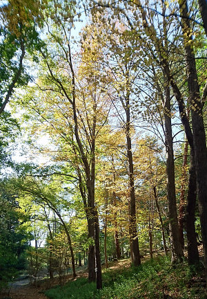 少し早いが紅葉