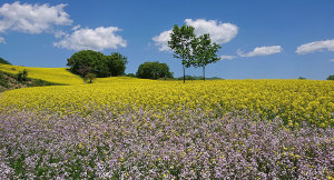 菜の花と大根の花